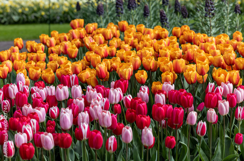 colorful tulips blooming in a garden