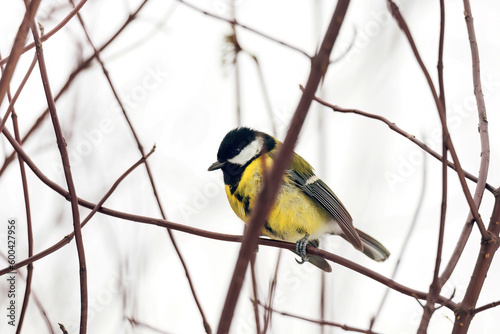 Titmouse sits on branch of tree. Small yellow great tit