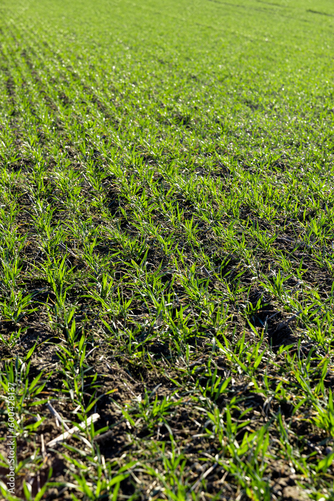 green wheat sprouts in early spring, green winter wheat