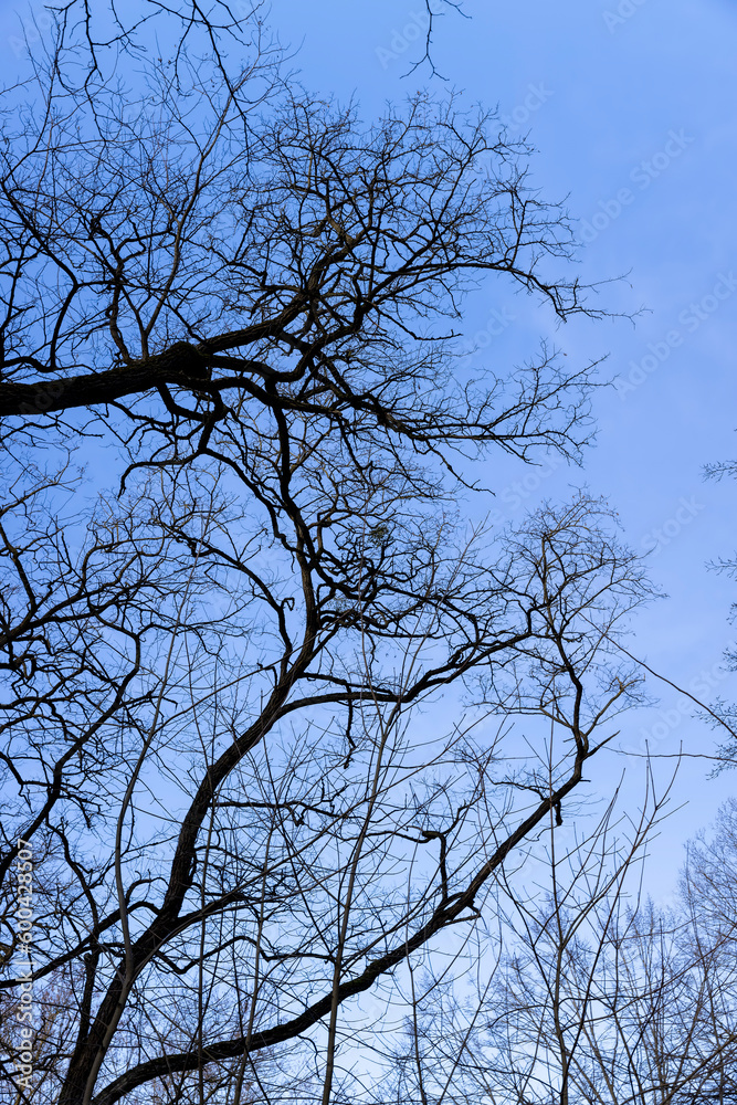 Bare trees in early spring in sunny clear weather Bare trees in early spring in sunny clear weather