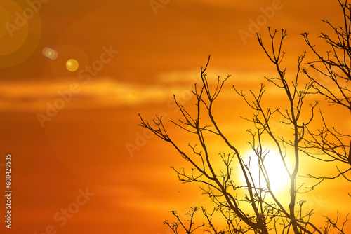Fototapeta Naklejka Na Ścianę i Meble -  silhouette of tree in sunset. silhouette of a tree. nature background sunset tree silhouette has copyspace