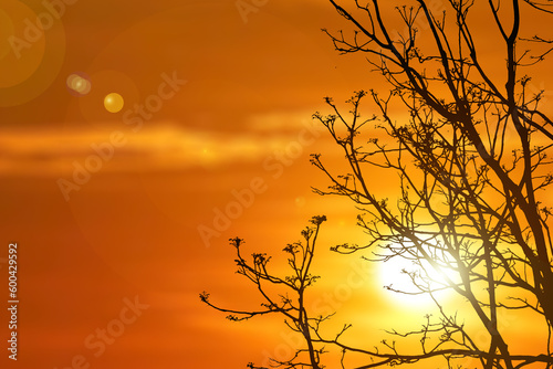 Fototapeta Naklejka Na Ścianę i Meble -  silhouette of tree in sunset. silhouette of a tree. nature background sunset tree silhouette has copyspace