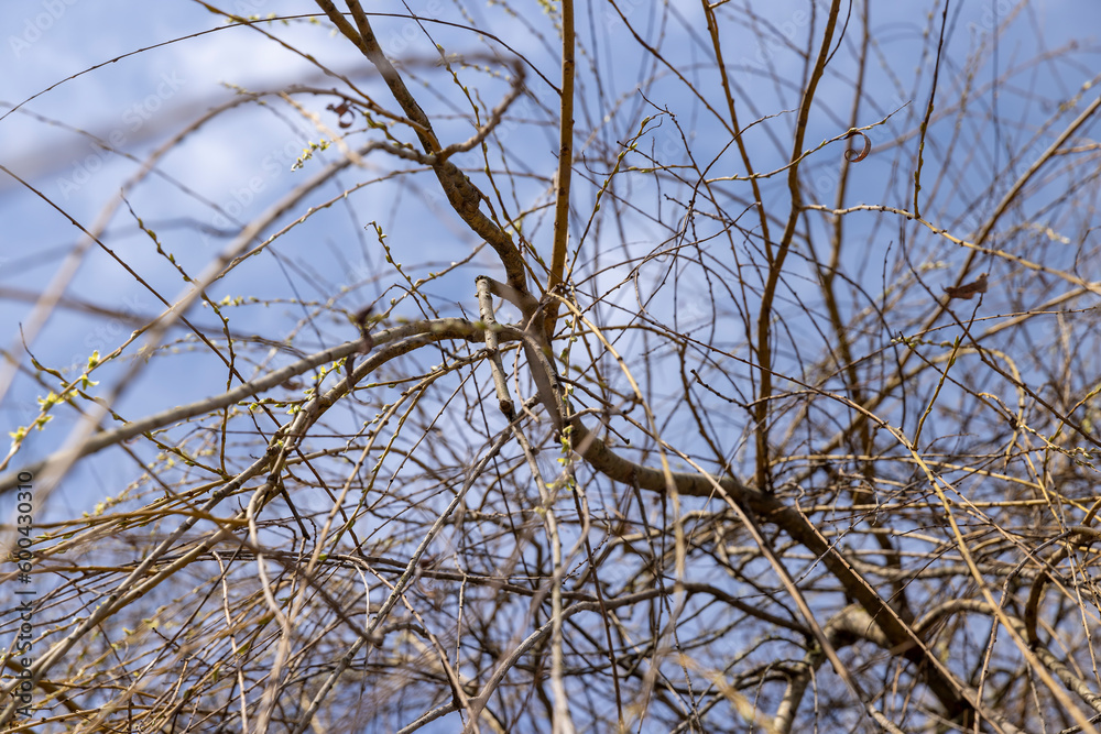 bare willow trees in the spring season in the park bare willow trees in the spring season in the park