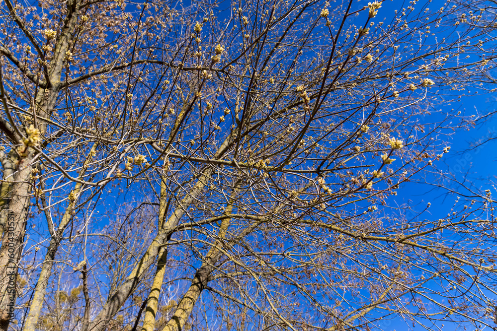 leafless trees in early spring in sunny weather leafless trees in early spring in sunny weather