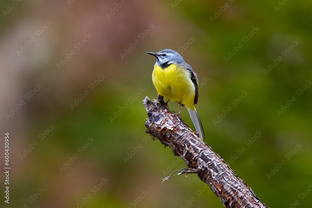 Obraz premium Passeriformes ( Motacillidae ) Motacilla cinerea species on a branch with blurred background