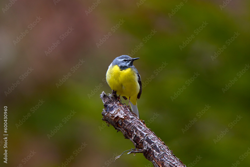 Obraz premium Passeriformes ( Motacillidae ) Motacilla cinerea species on a branch with blurred background