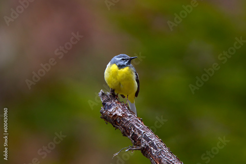Passeriformes ( Motacillidae ) Motacilla cinerea species on a branch with blurred background