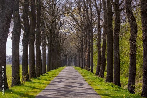 Small street with colourful new green leaves trees trunk along the way, Spring landscape view with a row of tree on the both side of the road in Dutch countryside in province of Drenthe, Netherlands.
