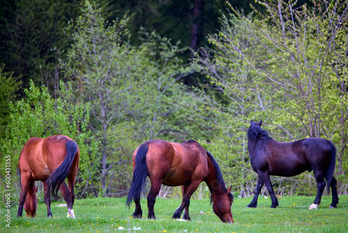 portrait with a horse in a natural environment on a meadow on a spring day