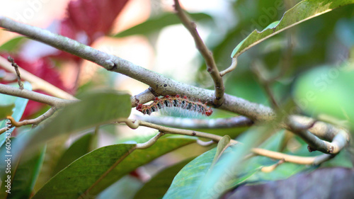 Helf's black, white, and red-legged caterpillar Cricula trisfenestrata hanging from a durian branch stock photo
