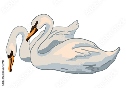 Swans couple clipart. Single doodle of waterfowl birds animal isolated on white. Colored vector illustration in cartoon style.