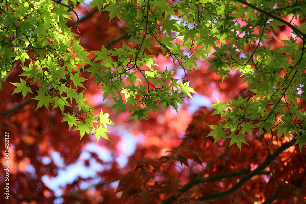 The incredible combination of red and green maple is stunning. The incredible combination of red and green maple is stunning.