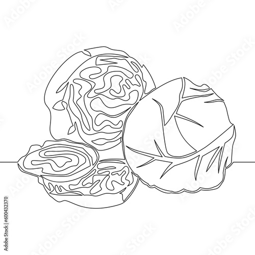 Continuous line drawing Vegetables two cabbage icon vector illustration concept