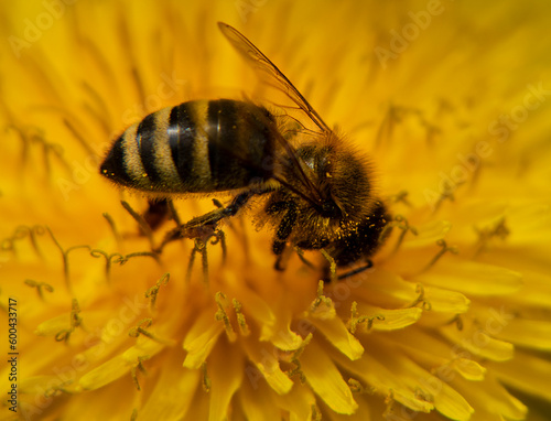 Bee collects nectar and pollen from a dandelion flower. Dandelion officinalis produces nectar and pollen. 