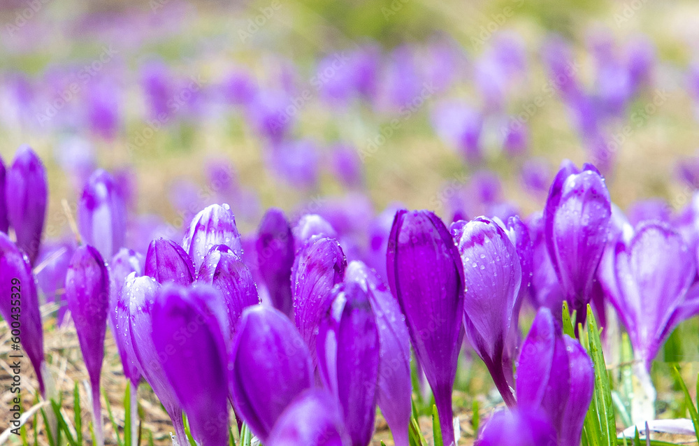 A close-up with many crocuses flowers in the field, perfect for wallpaper or background A close-up with many crocuses flowers in the field, perfect for wallpaper or background