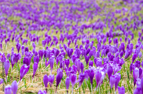 a close-up with many crocuses flowers in the field