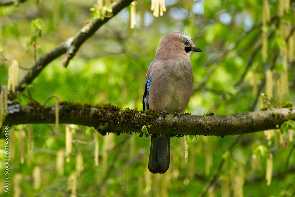 Fototapeta premium Eurasian Jay (Garrulus glandarius) perched on tree branch in Zurich, Switzerland