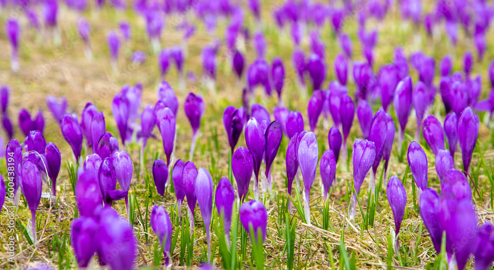 A high angle shot with many crocus flowers in a field A high angle shot with many crocus flowers in a field