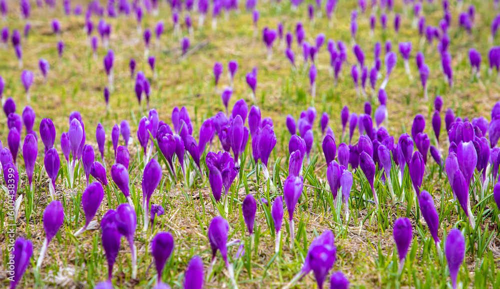 Many crocus flowers on the ground in natural habitat Many crocus flowers on the ground in natural habitat