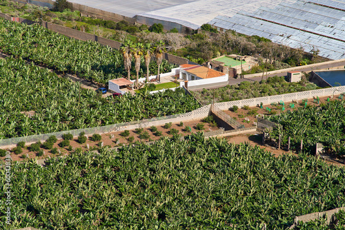 A large plantation of banana trees. A place where bananas are grown