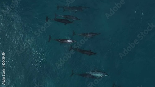 Dolphins swimming in blue sea. High quality 4k footage photo