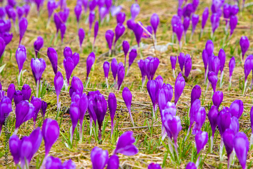 a close-up with many crocuses flowers in the field