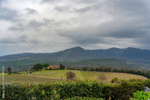 Landscape in the Bolgheri area on the Tuscan coast, with vineyards a few kilometers from the sea characterized by a mild Mediterranean climate Castagneto Carducci Tuscany Italy
