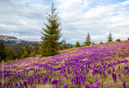 Field of wild purple crocuses with clouds in background