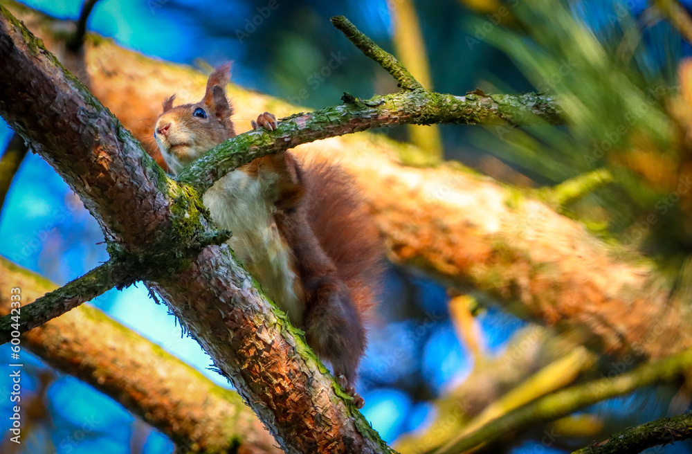 squirrel on a branch with a blue sky