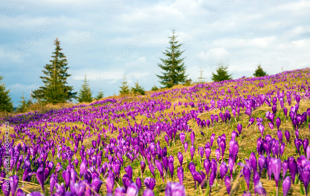 Landscape with many crocuses on a mountain field