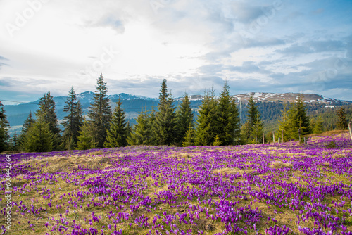 Landscape with many crocus flowers on a mountain field in the Carpathian mountains © sebi_2569