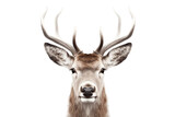 Isolated Deer Head Illustration on Transparent Background, Generative Ai