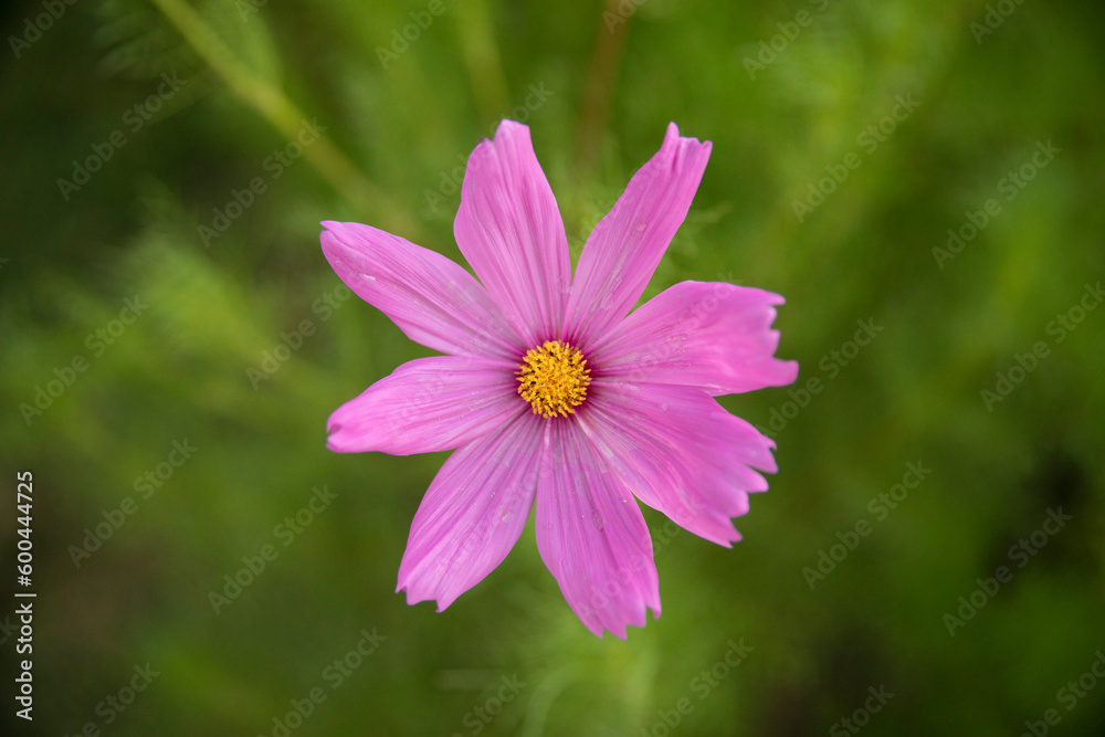 Floral. Closeup view of Cosmos bipinnatus plant, also known as Mexican Aster, flowers of pink, and fuchsia color petals, blossoming in the park. Floral. Closeup view of Cosmos bipinnatus plant, also known as Mexican Aster, flowers of pink, and fuchsia color petals, blossoming in the park.