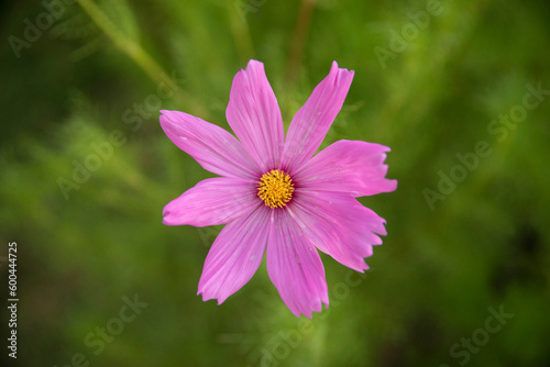 Floral. Closeup view of Cosmos bipinnatus plant  also known as Mexican Aster  flowers of pink  and fuchsia color petals  blossoming in the park.