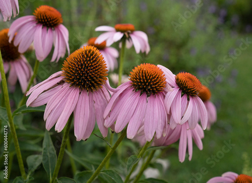 Floral background. Closeup view of Echinacea purpurea Magnus, also known as Purple Coneflower, beautiful flowers blooming in the garden.