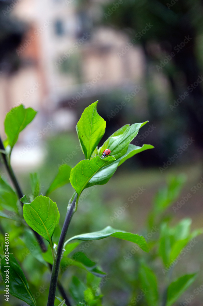 Horizontal photo of a ladybug on a green plant Horizontal photo of a ladybug on a green plant