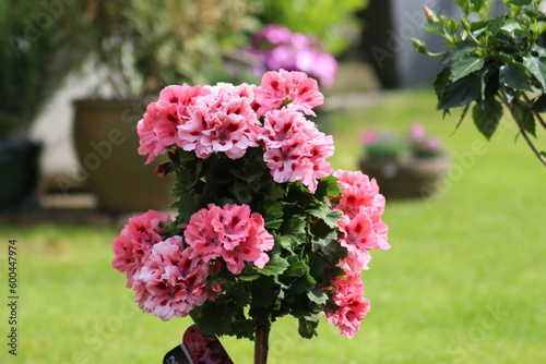 Natur, Tiere, Pflanzen