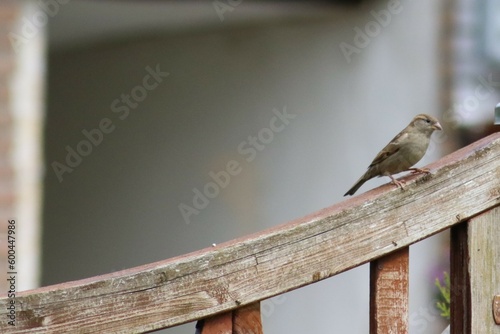 Natur, Tiere, Pflanzen