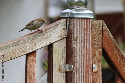 Natur, Tiere, Pflanzen