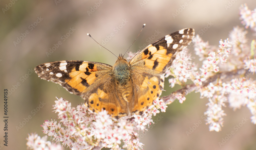 butterfly, nature, flower, closeup, macro, colorful, plant butterfly, nature, flower, closeup, macro, colorful, plant