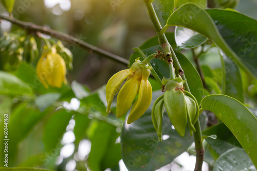 Yellow flower of Climbing ylang-ylang, Climbing ilang-ilang, Manorangini, Hara-champa, Kantali champa or Artabotrys hexapetalus bloom on tree with sunlight in the garden. Is a Thai herb.