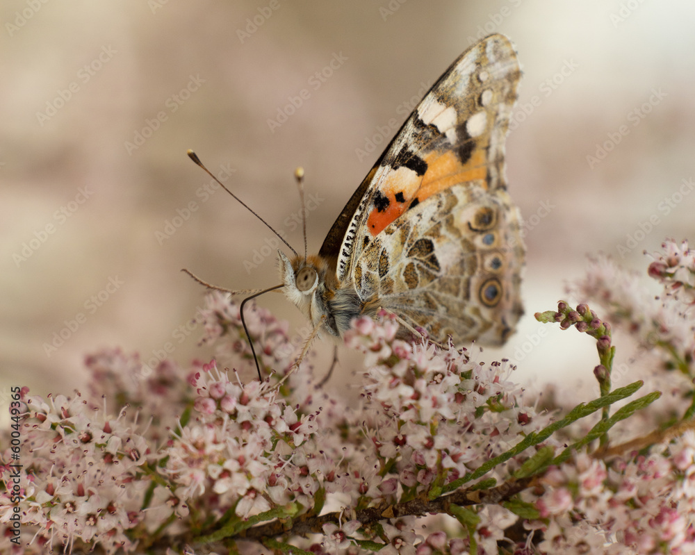 Obraz premium butterfly, nature, flower, closeup, macro, colorful, plant