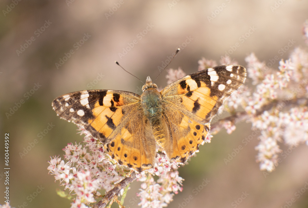 butterfly, nature, flower, closeup, macro, colorful, plant butterfly, nature, flower, closeup, macro, colorful, plant