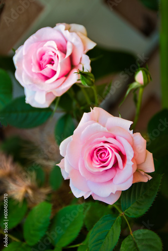 Two pink roses and a bud in a garden.