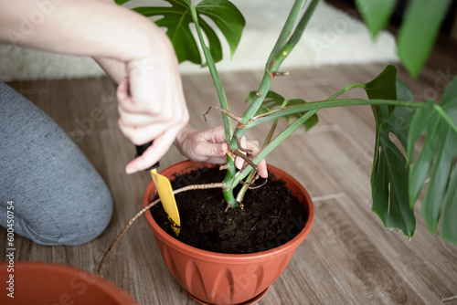 the hands of a woman in close-up with the help of a small garden shovel are transplanting a monstera plant into a large pot. Care of home plants. Evergreens in the interior