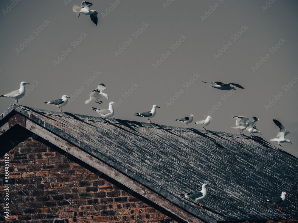 Seemöwen ruhen auf einem Dach in Küstennähe.