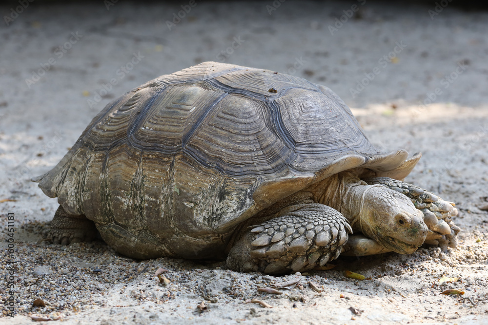 Obraz premium The big Sulcata tortoise is walking
