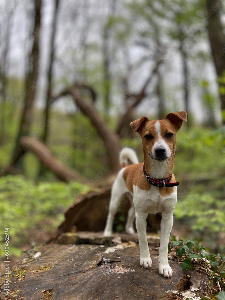 Cute Jack Russell terrier 