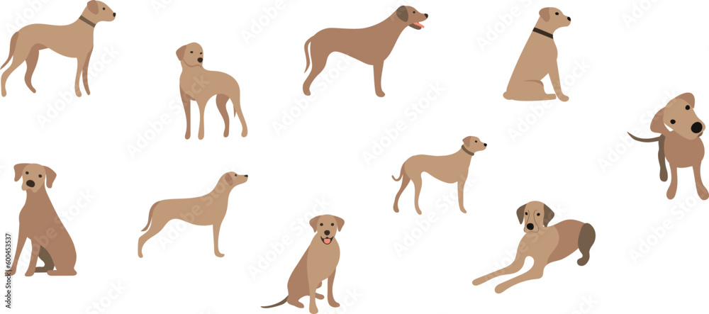 Rhodesian Ridgeback dogs on transparent background. cute, sweet puppy, pet. vector, image, clip art, elements. isolated on transparent. 