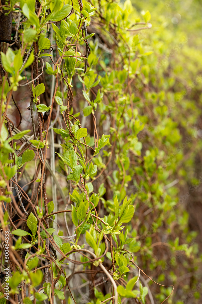 young leaves of wild grapes in spring in the garden young leaves of wild grapes in spring in the garden